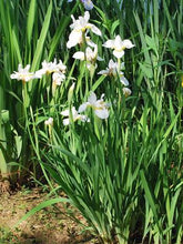 Load image into Gallery viewer, Iris sibirica &#39;Snow Queen&#39; (Siberian Iris)
