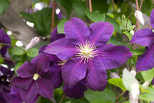 Load image into Gallery viewer, Clematis hybrid &#39;Jackmanii&#39; (Hybrid Clematis)
