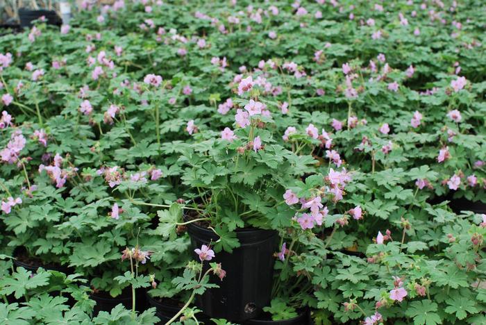 Geranium macrorrhizum 'Ingwersen's Variety' (Bigroot Geranium ...
