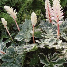 Load image into Gallery viewer, Variegated Bear&#39;s Breeches (Acanthus x &#39;Whitewater&#39;)
