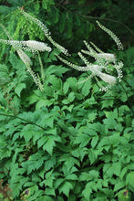 Load image into Gallery viewer, Snakeroot (Actaea racemosa)
