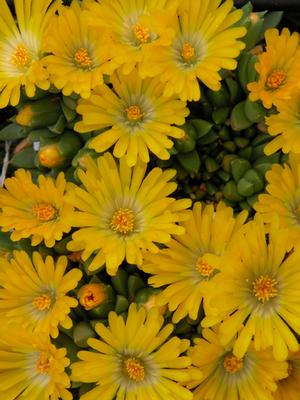 Delosperma congestum 'Gold Nugget' (Ice Plant), yellow flowers