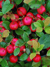 Load image into Gallery viewer, Gaultheria procumbens (Wintergreen)
