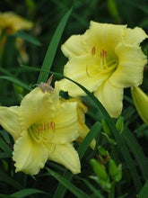 Load image into Gallery viewer, Hemerocallis &#39;Gail&#39;s Fragrant Treasure&#39; (Daylily)

