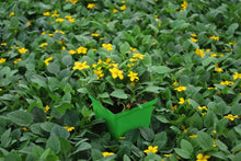 Load image into Gallery viewer, Chrysogonum virginianum (Green and Gold), yellow flowers
