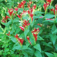 Load image into Gallery viewer, Spigelia marylandica (Indian Pink)
