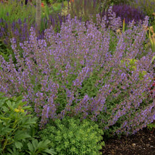 Load image into Gallery viewer, Nepeta x faassenii &#39;Walker&#39;s Low&#39; (Catmint)
