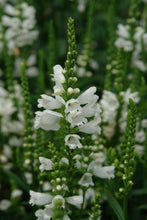 Load image into Gallery viewer, Physostegia virginiana &#39;Miss Manners&#39; (Obedient Plant)
