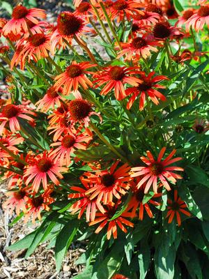 Echinacea x purpurea ButterflyÃâÂ 'Orange Skipper' (Coneflower), orange flowers