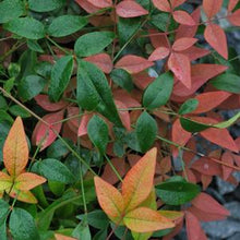 Load image into Gallery viewer, Dwarf Heavenly Bamboo (Nandina domestica &#39;Harbor Belle&#39;™)
