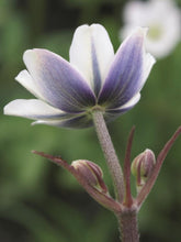Load image into Gallery viewer, Anemone tomentosa &#39;Robustissima&#39; (Windflower) perennial
