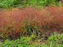 Load image into Gallery viewer, Purple Love Grass (Eragrostis spectabilis)
