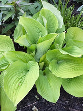 Load image into Gallery viewer, Hosta Shadowland® Coast to Coast (Plantain Lily)
