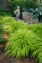 Load image into Gallery viewer, Hakonechloa macra &#39;All Gold&#39; (Japanese Forest Grass)
