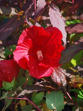 Load image into Gallery viewer, Hibiscus x &#39;Midnight Marvel&#39; (Hardy Hibiscus)
