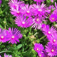 Load image into Gallery viewer, Trailing Hardy Ice Plant (Delosperma cooperi)
