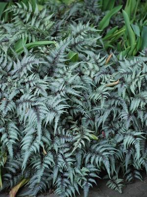 Japanese Painted Fern (Athyrium niponicum var. pictum)