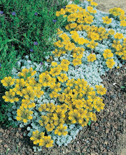 Load image into Gallery viewer, Sedum spathulifolium &#39;Cape Blanco&#39; (Stonecrop)
