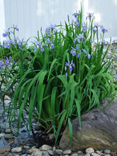 Load image into Gallery viewer, Blue Flag Iris (Iris versicolor), blue flower

