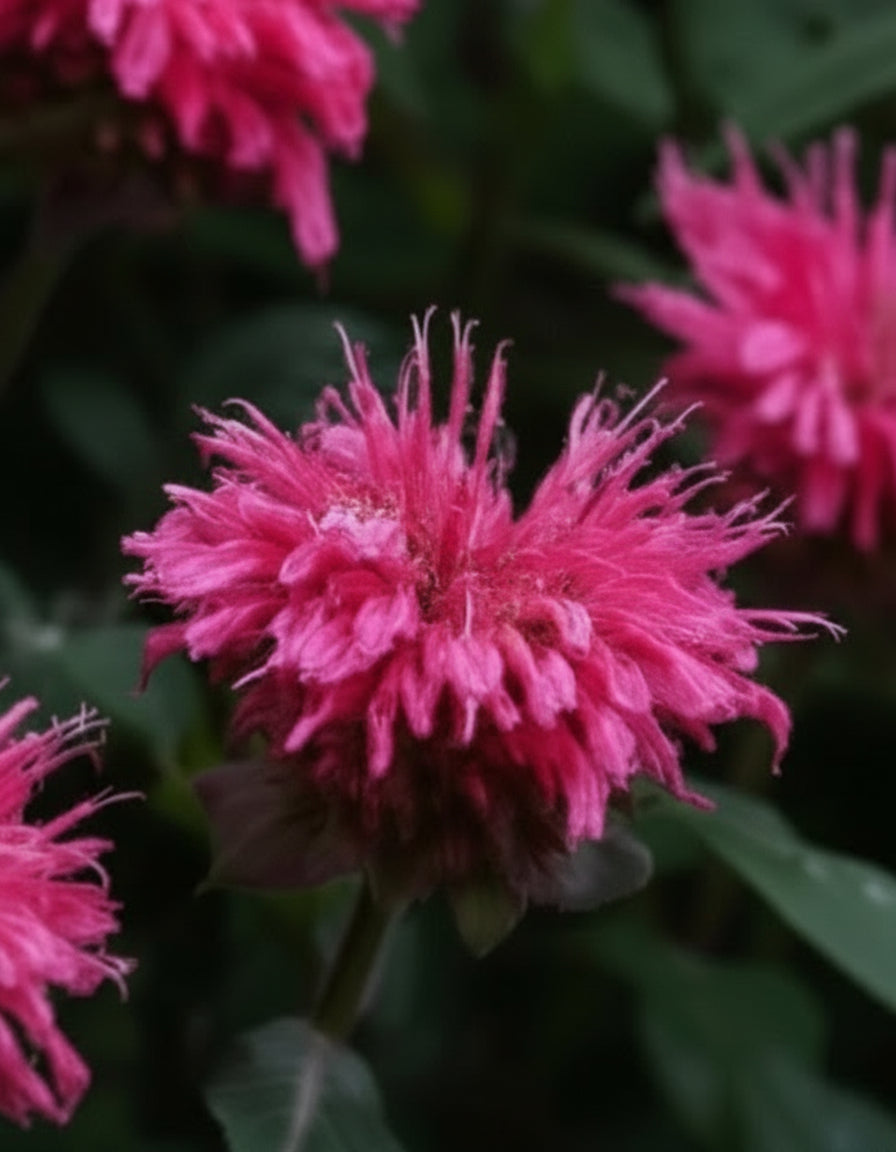 Monarda x 'Bubblegum Blast' (Sugar BuzzÃÂ® Bee Balm)