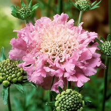 Load image into Gallery viewer, Scabiosa columbaria &#39;Pink Mist&#39; (Pincushion Flower)

