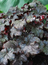 Load image into Gallery viewer, Heuchera x &#39;Plum Pudding&#39; (Coral Bells)
