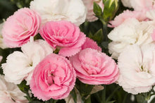Load image into Gallery viewer, Dianthus Constant Cadence® Peach Milk (Garden Pinks), pink and white flowers
