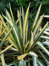 Load image into Gallery viewer, Yucca filamentosa &#39;Color Guard&#39; (Vareigated Adam&#39;s Needle)
