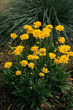 Load image into Gallery viewer, Coreopsis grandiflora &#39;Early Sunrise&#39; (Tickseed), yellow flowers
