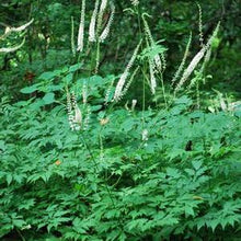 Load image into Gallery viewer, Snakeroot (Actaea racemosa)
