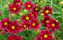 Load image into Gallery viewer, Coreopsis x Big Bang™ &#39;Mercury Rising&#39; (Tickseed), red flowers
