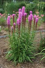 Load image into Gallery viewer, Purple Gay Feather (Liatris spicata &#39;Kobold&#39;)
