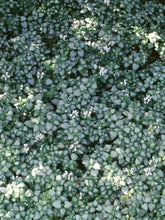 Load image into Gallery viewer, Lamium maculatum &#39;White Nancy&#39; (Dead Nettle)
