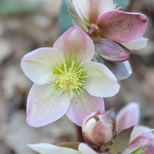 Load image into Gallery viewer, Helleborus x &#39;Ivory Prince&#39; (Lenten Rose)
