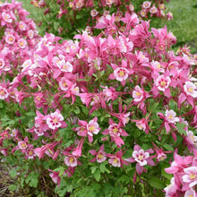 Load image into Gallery viewer, Aquilegia Kirigami™Rose &amp; Pink (Columbine) perennial, pink flower
