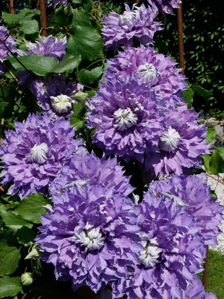 Clematis Diamantina™ (Hybrid Clematis), purple flowers