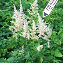 Load image into Gallery viewer, Astilbe arendsii &#39;Snowdrift&#39; (False Spirea) perennial, white flowers
