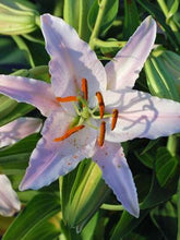 Load image into Gallery viewer, Lilium (Oriental) &#39;Sunny Bonaire&#39; (Oriental Lily)
