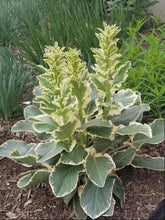 Load image into Gallery viewer, Variegated Sea Holly (Eryngium planum &#39;Jade Frost&#39;)
