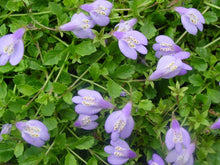 Load image into Gallery viewer, Creeping Blue Mazus (Mazus reptans), purple flowers
