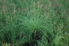 Load image into Gallery viewer, Ruby Muhly Grass (Muhlenbergia reverchonii Undaunted®)
