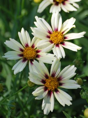 Coreopsis x L'il Bang™ 'Starlight' (Tickseed), white flowers