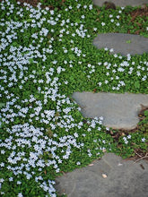 Load image into Gallery viewer, Blue Star Creeper (Isotoma fluviatilis)
