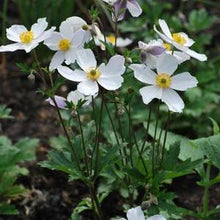 Load image into Gallery viewer, Anemone x Wild Swan™ (Windflower) perennial
