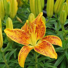 Load image into Gallery viewer, Lilium Lily Looks™&#39;Tiny Parrot&#39; (Dwarf Asiatic Hardy Lily)
