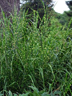 Porcupine Grass (Miscanthus sinensis 'Strictus')
