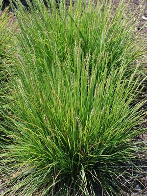 Autumn Moor Grass (Seslaria autumnalis), green grass