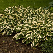 Load image into Gallery viewer, Hosta x &#39;Patriot&#39; (Plantain Lily)
