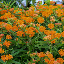 Load image into Gallery viewer, Butterfly Weed (Asclepias tuberosa), orange flowers
