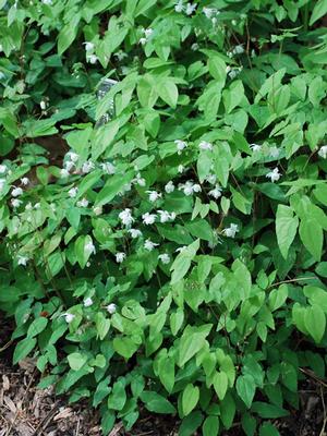 Epimedium x youngianum 'Niveum' (Barrenwort)